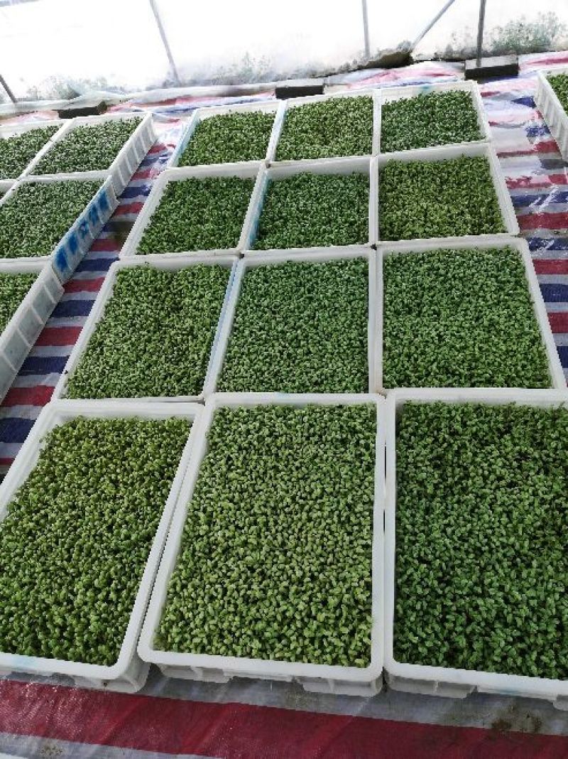 黑豆芽