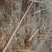 国槐6~8cm4~6cm1~2米