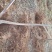 国槐6~8cm4~6cm1~2米