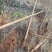 国槐6~8cm4~6cm1~2米