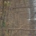 国槐6~8cm4~6cm1~2米