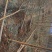 国槐6~8cm4~6cm1~2米