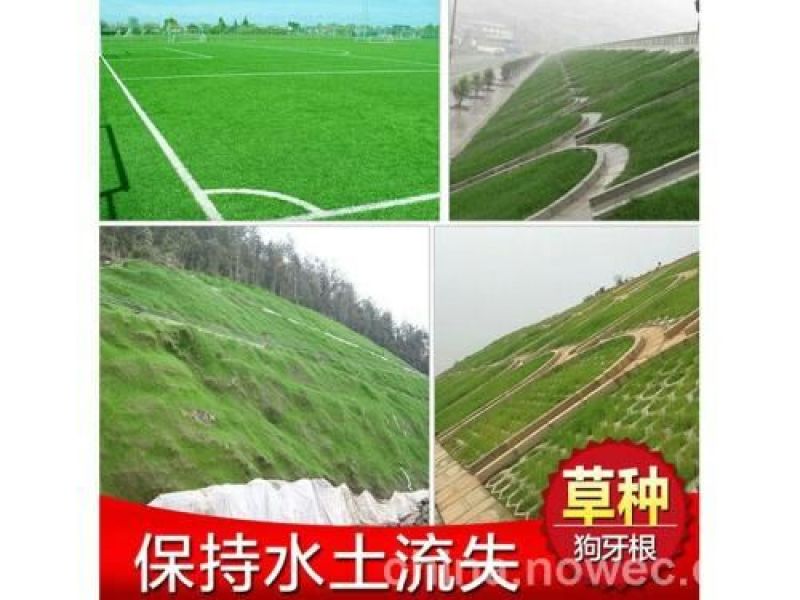 草坪种子98%以上
