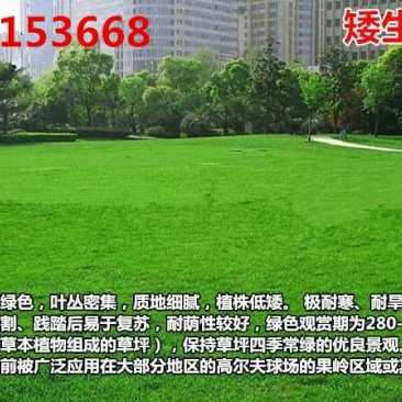 草坪种子98%以上