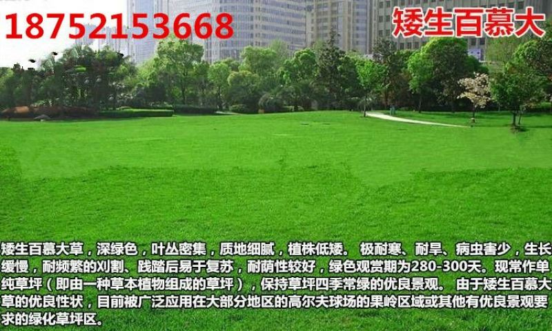 草坪种子98%以上