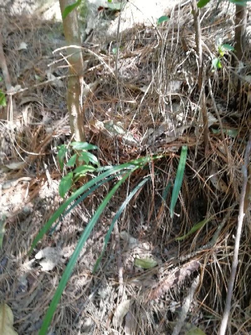 兰花苗2年苗