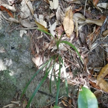 兰花苗2年苗