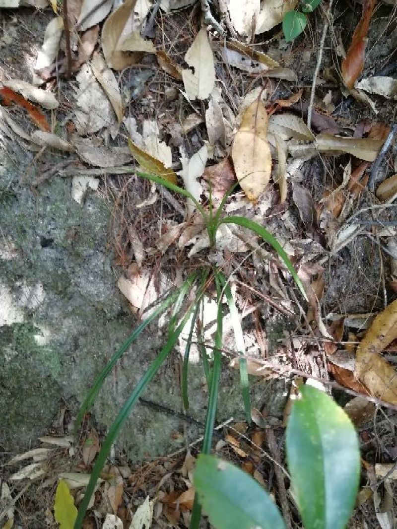 兰花苗2年苗