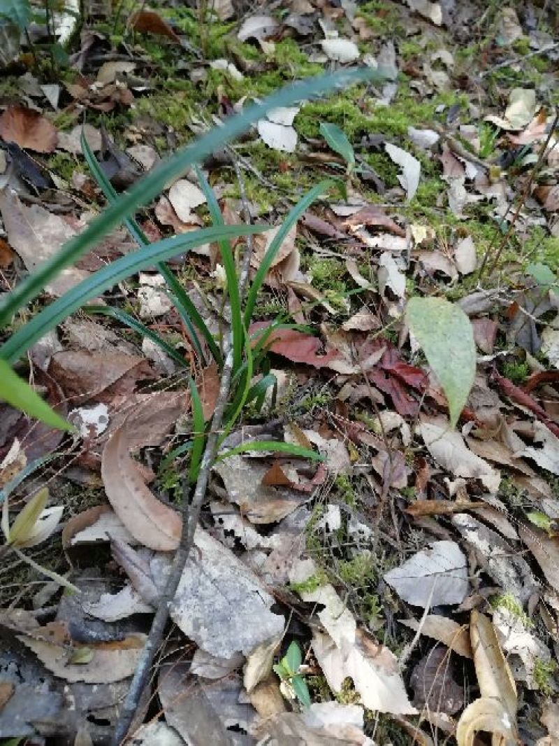 兰花苗2年苗