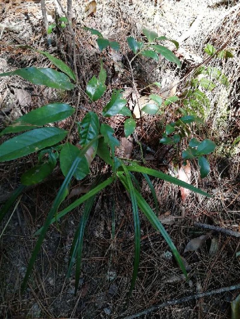 兰花苗2年苗