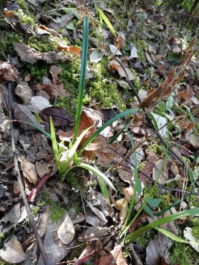 兰花苗2年苗