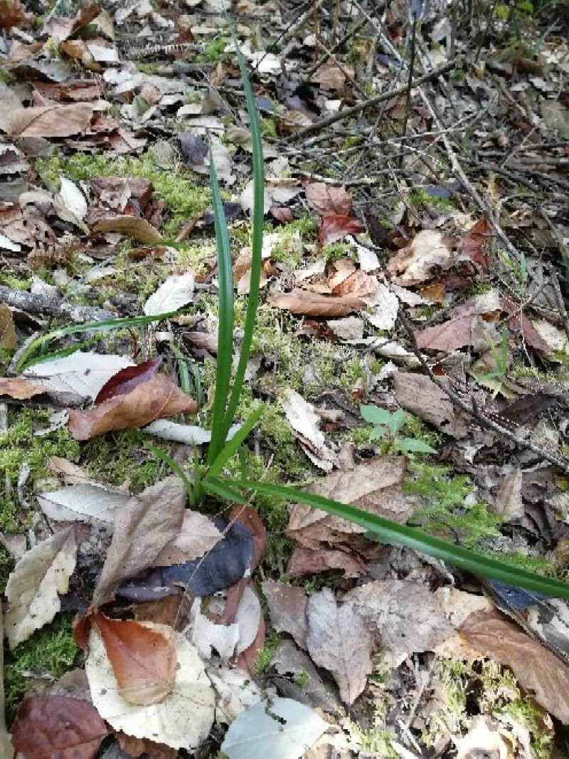 兰花苗2年苗
