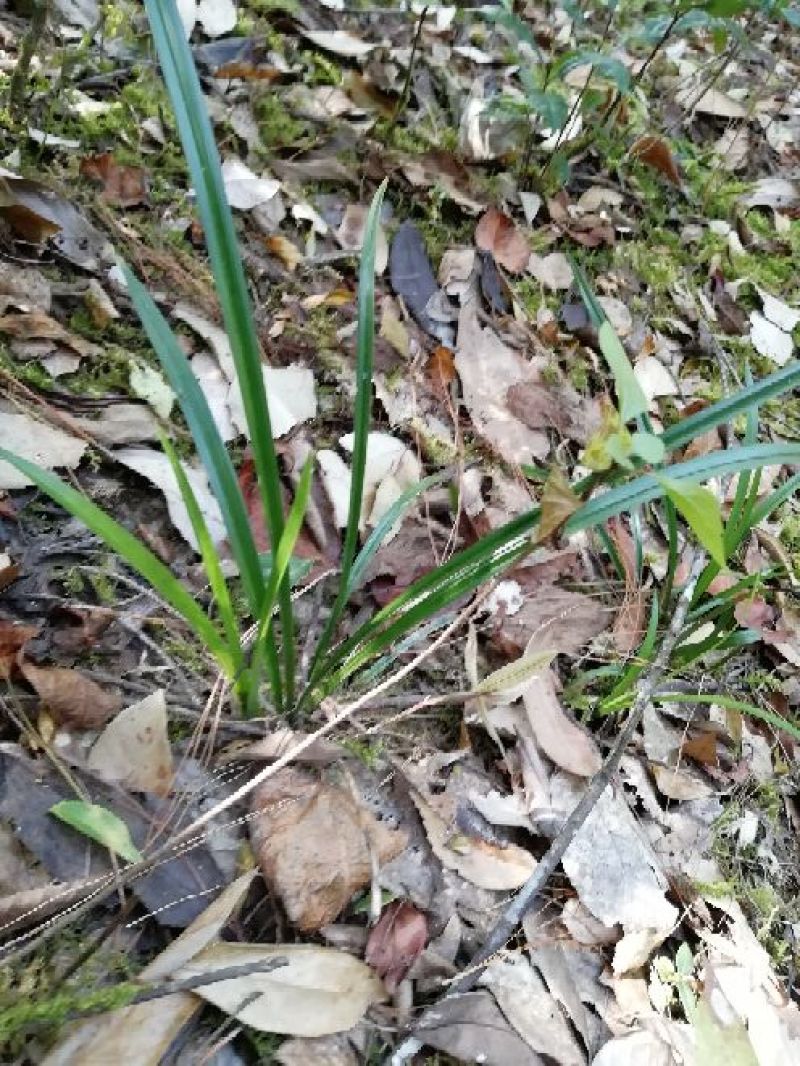 兰花苗2年苗