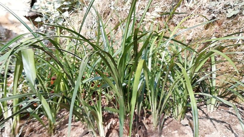 兰花苗2年苗