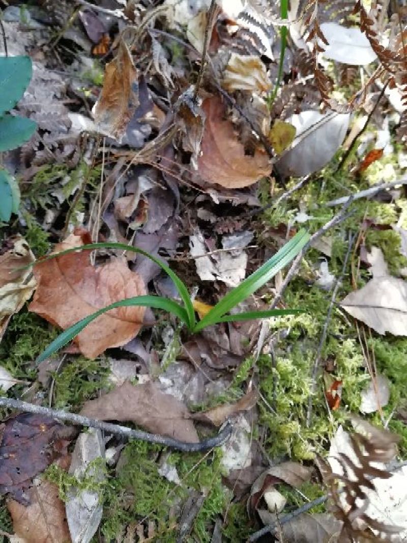 兰花苗2年苗