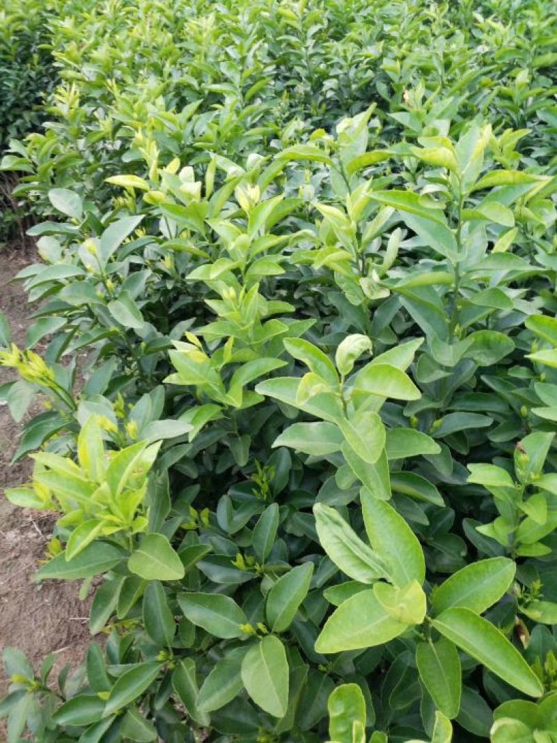 沙糖桔苗30~50cm