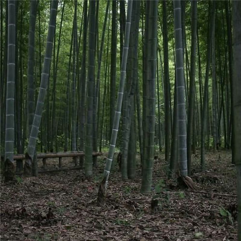 竹子2~3m