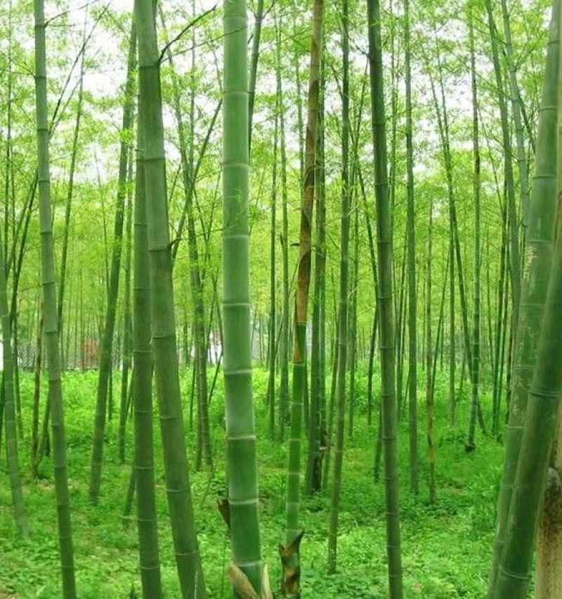 竹子2~3m