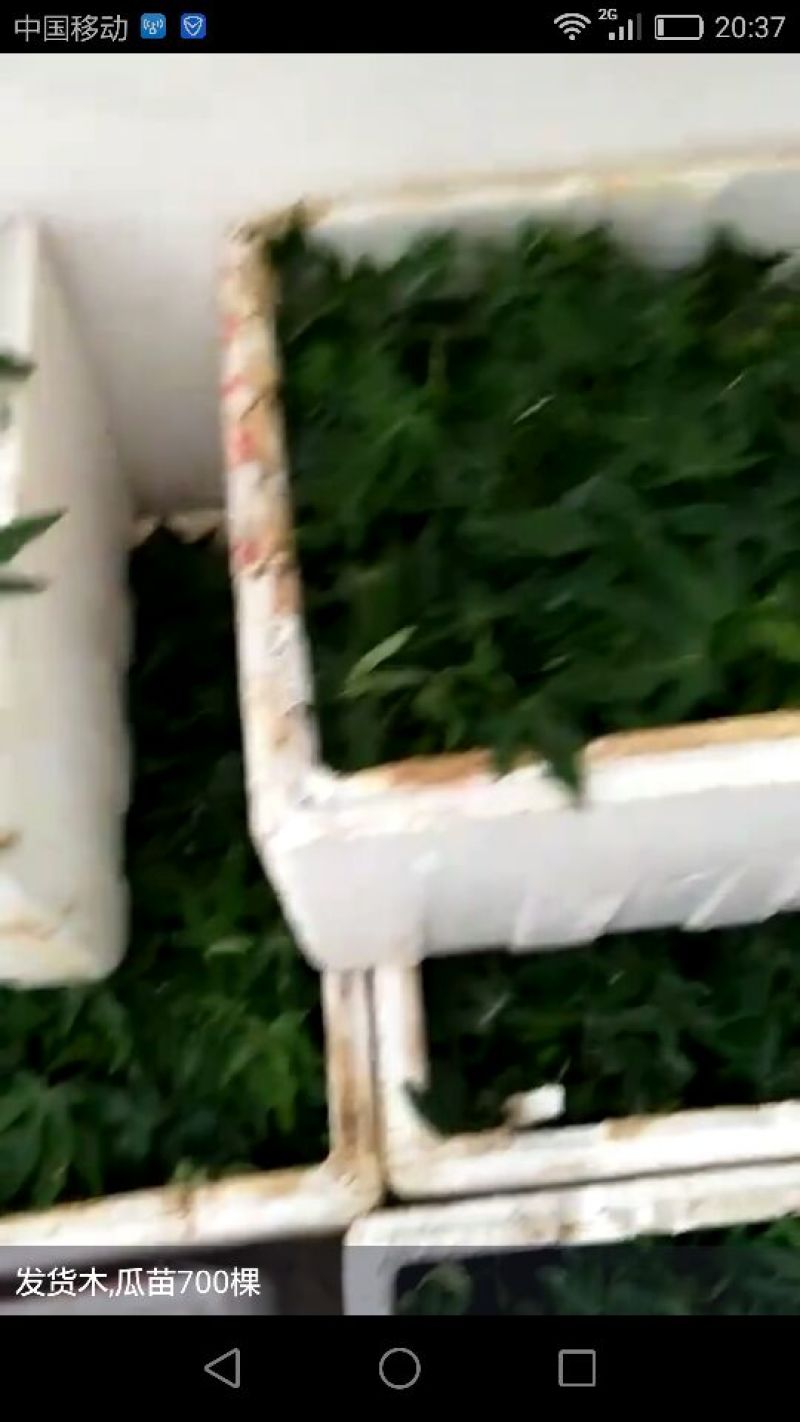 木瓜树苗51~80cm