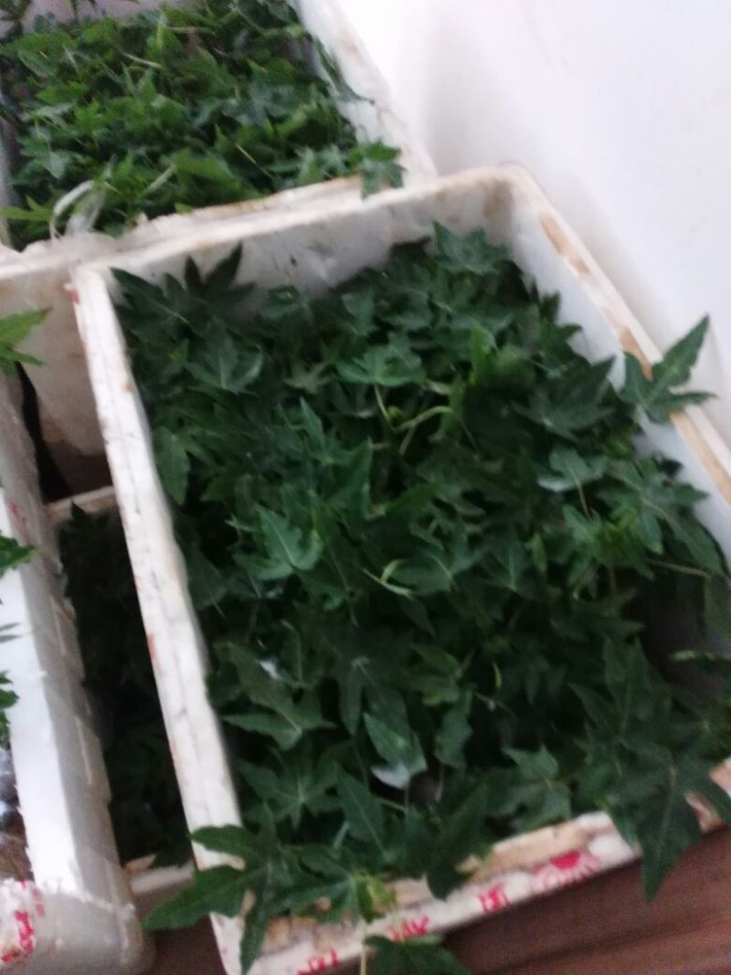 木瓜树苗51~80cm