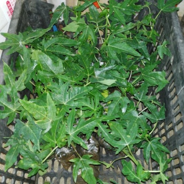 木瓜树苗51~80cm