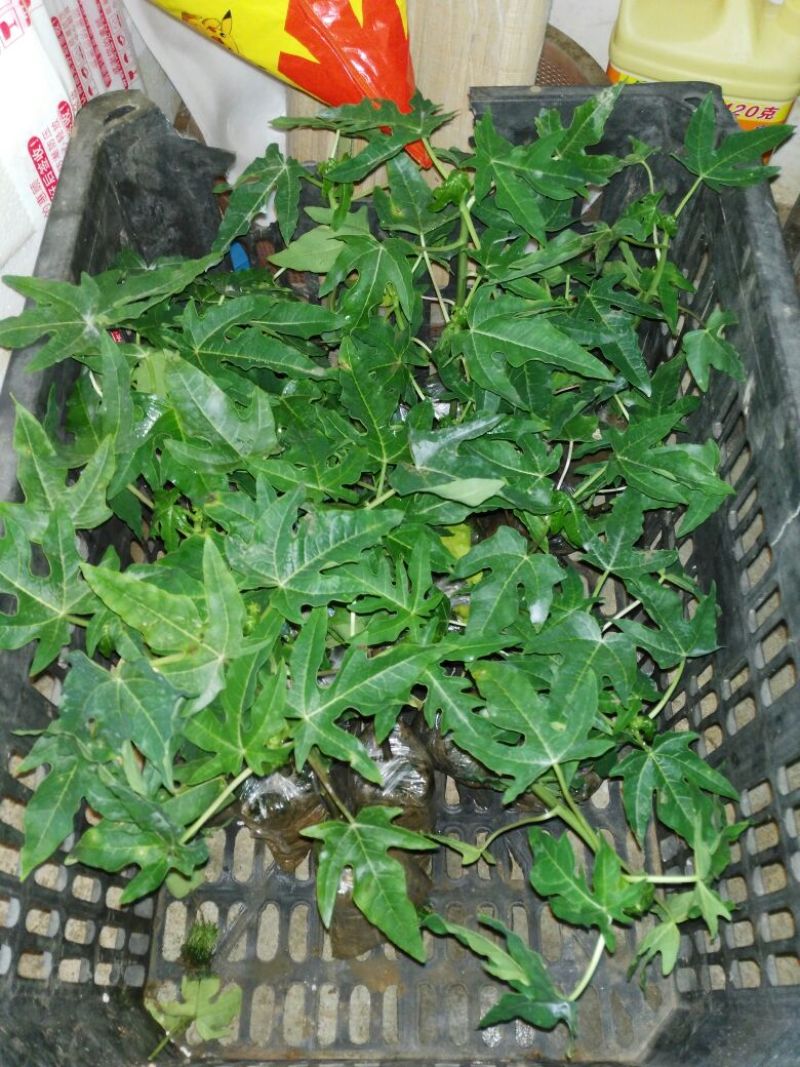 木瓜树苗51~80cm
