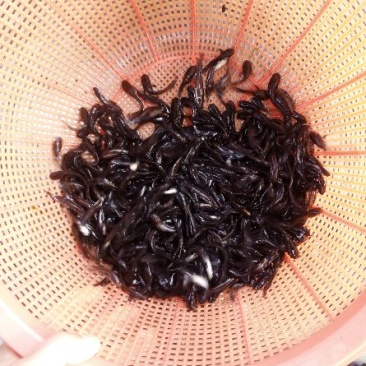 大口鲶苗