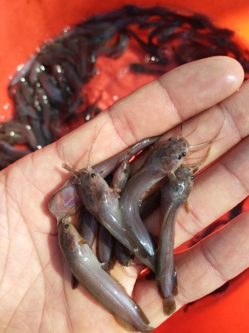 胡子鲶苗