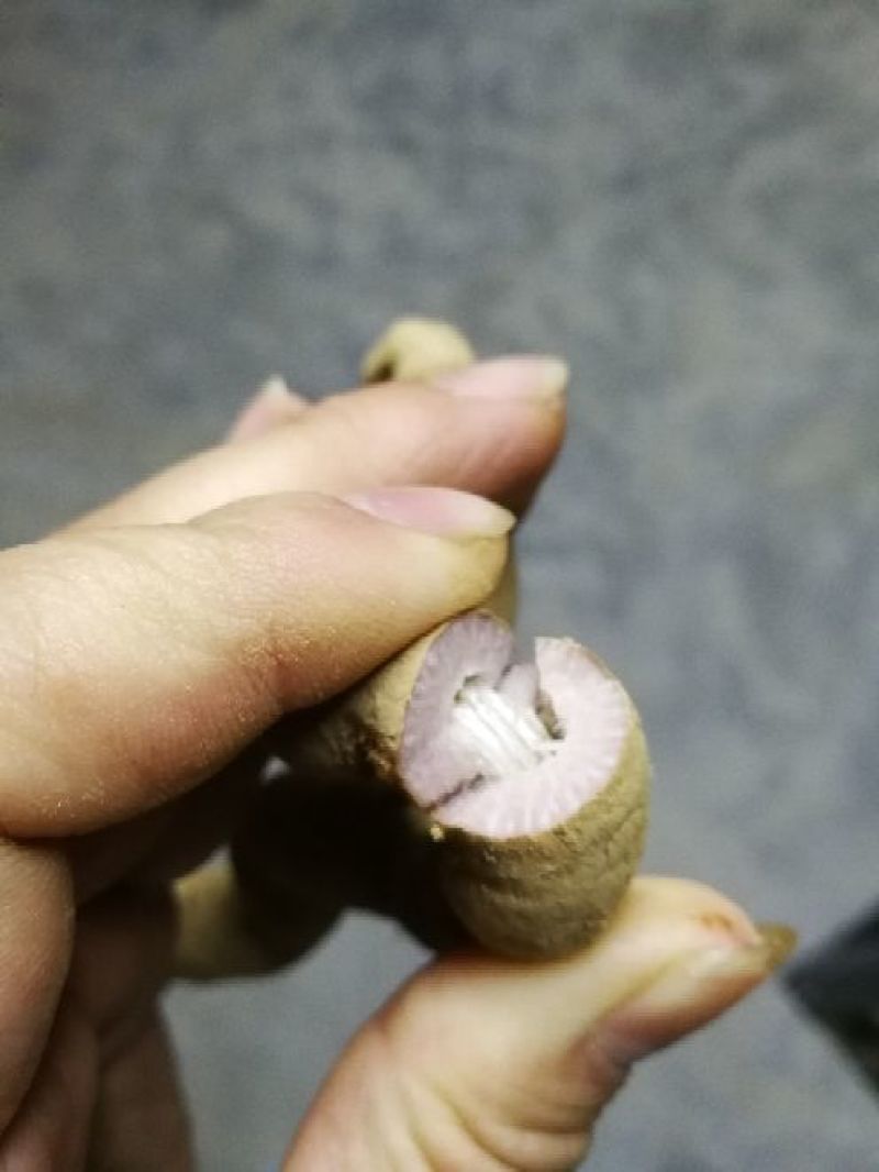 巴戟天