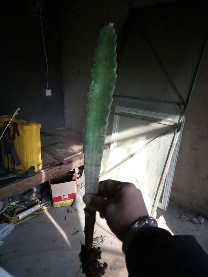 红心火龙果苗红皮红肉火龙果苗