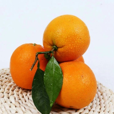 脐橙树苗50~80cm