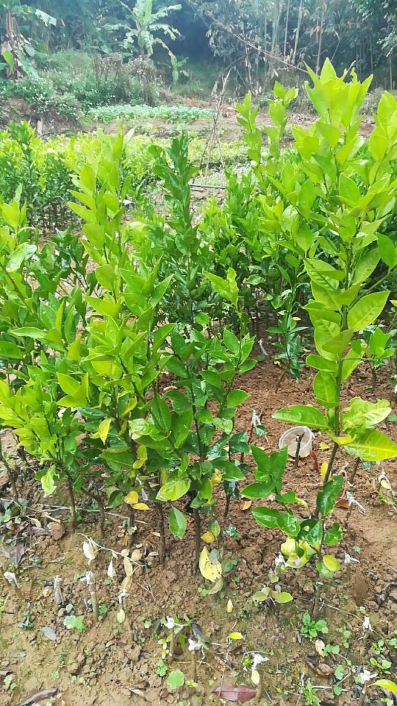 脐橙树苗50~80cm
