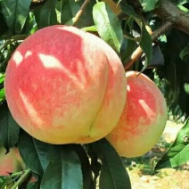 优质新品种！适合南北方种植超级珍品王可盆栽地栽抗旱抗涝！