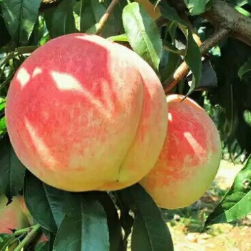 优质新品种！适合南北方种植超级珍品王可盆栽地栽抗旱抗涝！