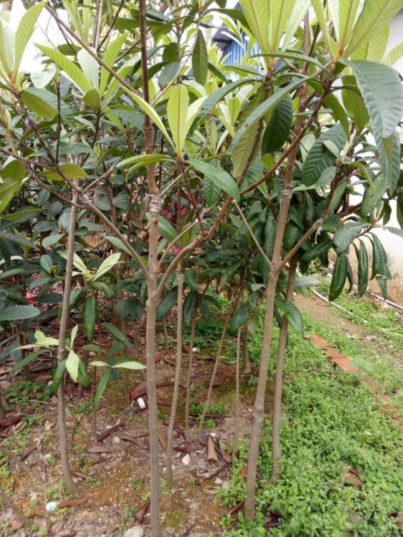 枇杷树苗51~80cm