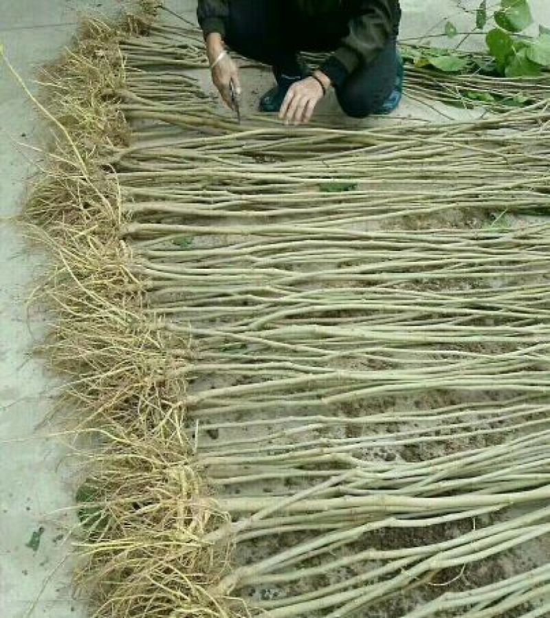 批发果桑苗无核大十，桑果苗基地直发品种保证