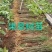批发果桑苗无核大十，桑果苗基地直发品种保证