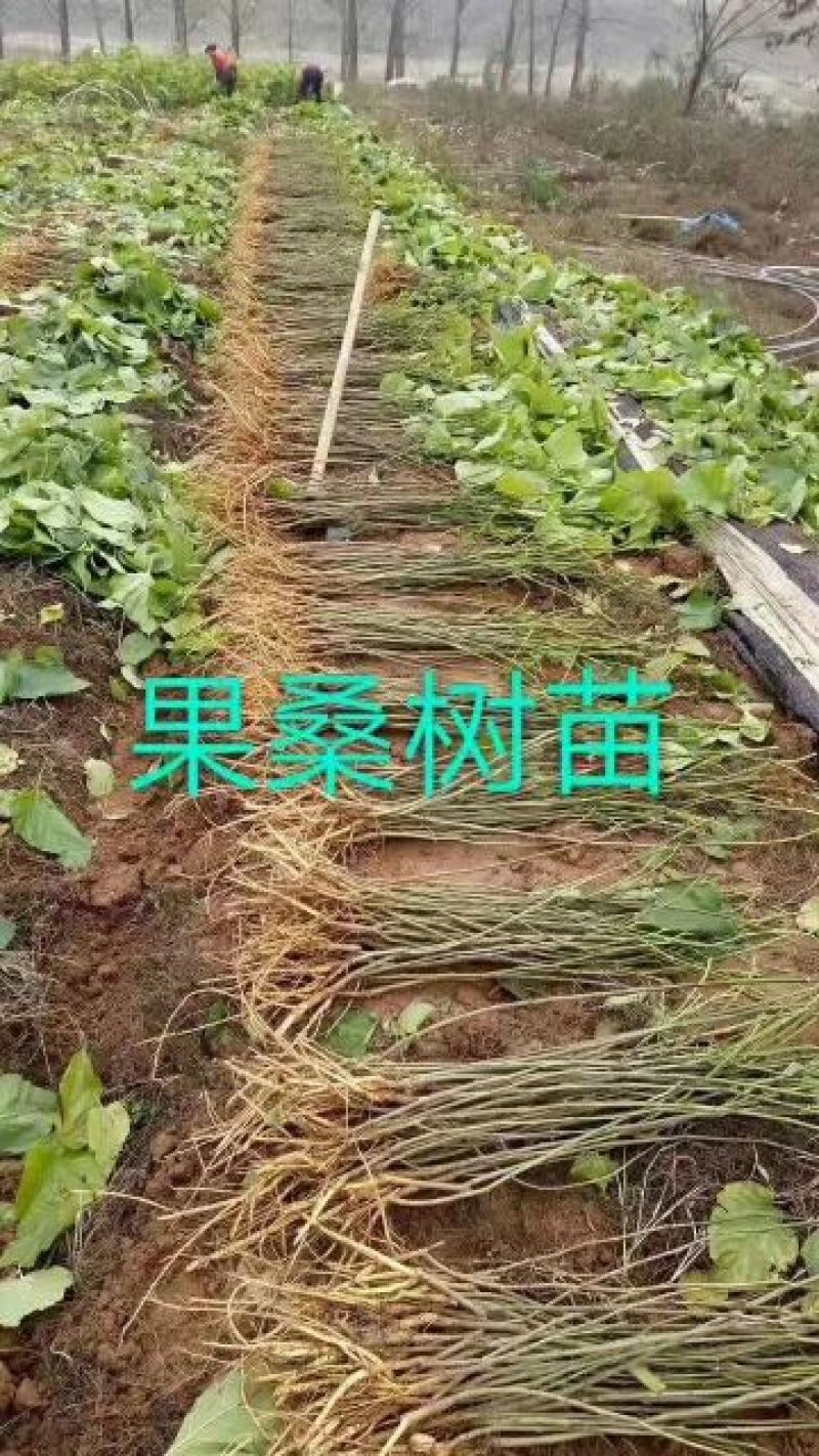 批发果桑苗无核大十，桑果苗基地直发品种保证