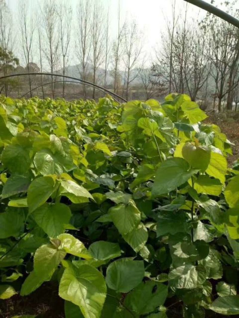 批发果桑苗无核大十，桑果苗基地直发品种保证