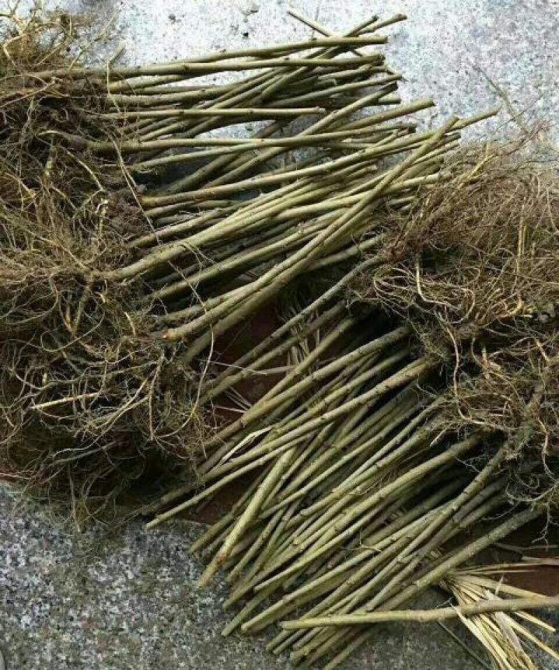 批发果桑苗无核大十，桑果苗基地直发品种保证
