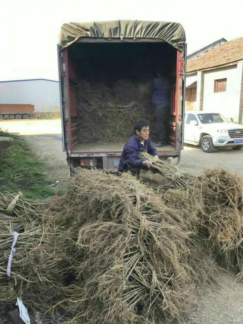 批发果桑苗无核大十，桑果苗基地直发品种保证