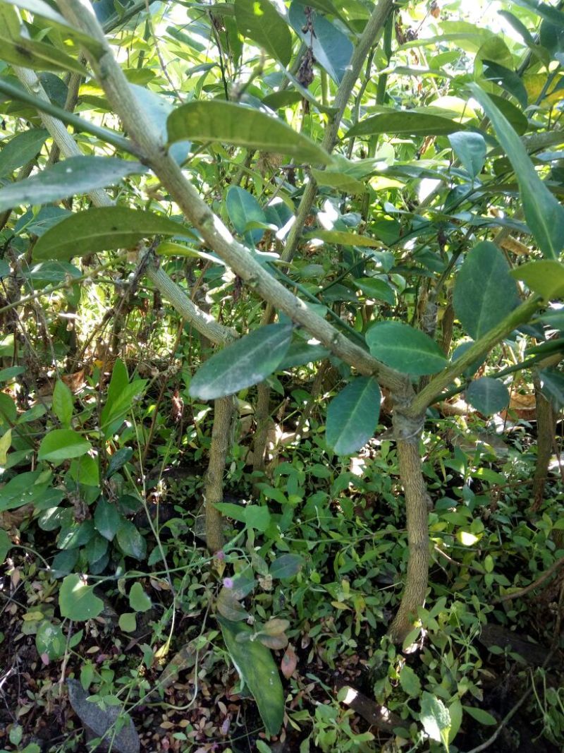 香水柠檬树苗30~50cm