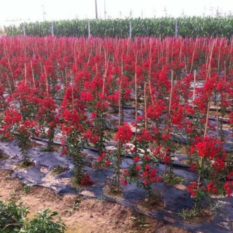 红火箭紫薇6-8公分大规格美国三红紫薇
