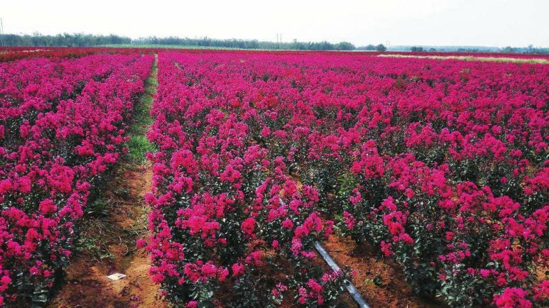 红火箭紫薇6-8公分大规格美国三红紫薇