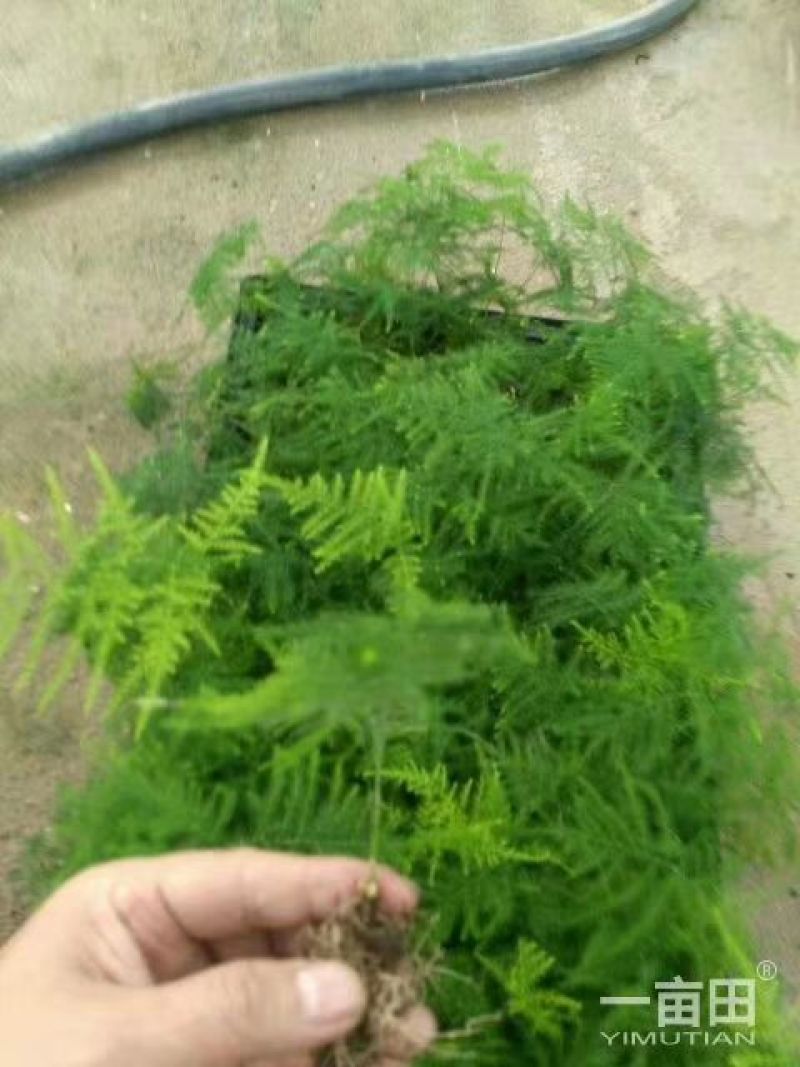 文竹