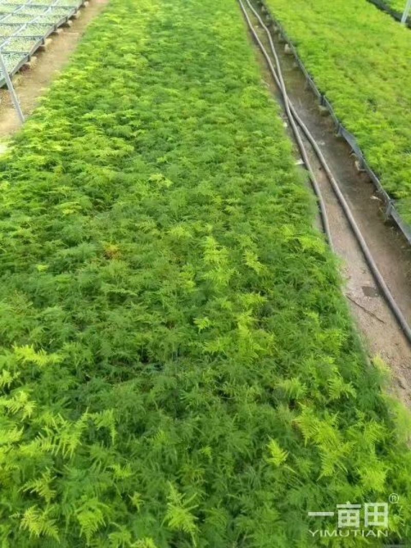 文竹