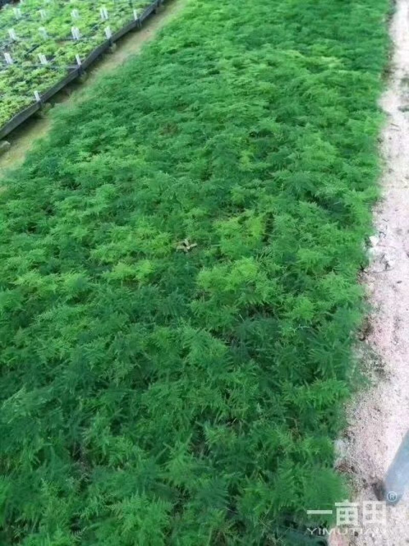 文竹