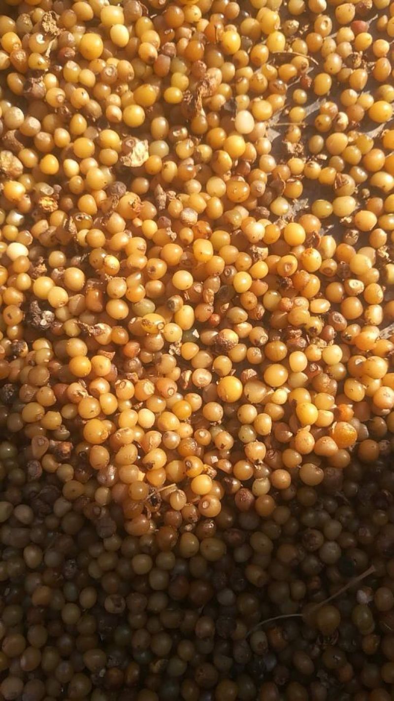 黄精种子，不倒苗黄精种子，高杆黄精种子，矮杆黄精种子