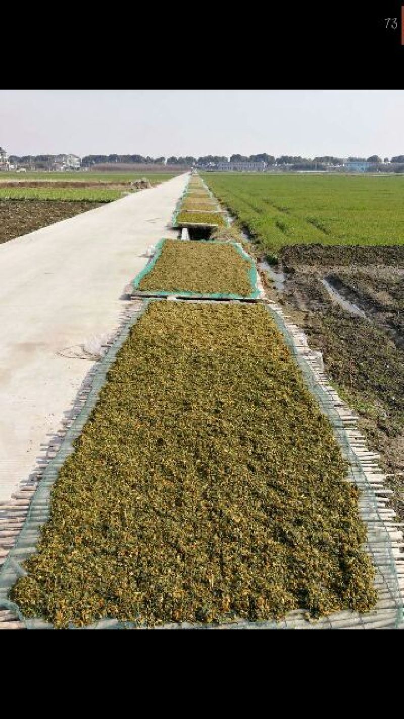梅干菜包装