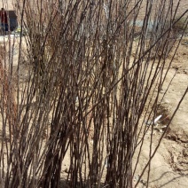 红富士苹果树苗80~90cm